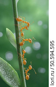Weaver ants building bridge on green branch. Стоковое AI-видео, аниматор Юрий Поздников / Фотобанк Лори