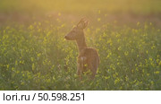 Косуля европейская (Capreolus capreolus) Стоковое видео, видеограф Дмитрий Якубович / Фотобанк Лори