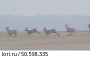 Косуля европейская (Capreolus capreolus) Стоковое видео, видеограф Дмитрий Якубович / Фотобанк Лори