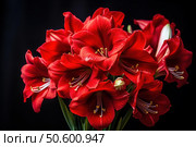 Bouquet of red amaryllis flowers blooming on black background. Стоковое AI-изображение, AI-художник Иван Рябоконь / Фотобанк Лори
