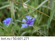 Цветы синего василька (лат. Centaurea cyanus) Стоковое фото, фотограф Photolart / Фотобанк Лори