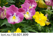Viola tricolor (Wild Pansy) flower field, dense yellow and burgundy blooms for botanical wallpapers and floral designs. Стоковое фото, фотограф Елена  Попкова / Фотобанк Лори