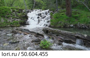 A small waterfall cascades over a textured log in a serene forest setting. Lush green grass surrounds the bank, enhancing the tranquil atmosphere of this forest stream. Стоковое видео, видеограф Зворыгина Елена / Фотобанк Лори