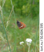 Сенница аркания.Coenonympha arcania.Удивительная бабочка на растении в лесу. Лето. Стоковое фото, фотограф Елена Рассоха / Фотобанк Лори