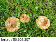 Гриб свинушка тонкая (Paxillus involutus)на фоне зеленой травы. Стоковое фото, фотограф Сергей Овчинников / Фотобанк Лори