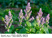 Field of blooming clary sage under natural sunlight. Стоковое фото, фотограф Elena Grishina / Фотобанк Лори