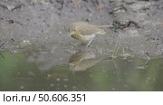 Зарянка или малиновка молодая птица в лесу, Erithacus rubecula. Стоковое видео, видеограф Дмитрий Якубович / Фотобанк Лори