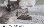 Loving gray mother cat licks her kitten while lying on textured blanket, showcasing a tender feline bond. Ideal for themes of family, comfort and animal care. Стоковое видео, видеограф Елена Никишина / Фотобанк Лори