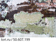 Red and green crustose and foliose lichens growing on textured tree bark in a natural forest habitat, natural background, copy space. Стоковое фото, фотограф Елена Гоосен / Фотобанк Лори