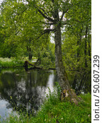 Serene forest lake in summer, mirror-like water perfectly reflects trees and sky, peaceful wilderness scene. Стоковое фото, фотограф Елена  Попкова / Фотобанк Лори