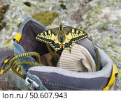 Swallowtail butterfly rests sitting on a dirty hiking boot. Стоковое фото, фотограф Саблин Станислав / Фотобанк Лори
