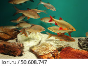 School of Common Rudd Swimming Around Decorative Rocks in Aquarium. Стоковое фото, фотограф Aleksandr Golubev / Фотобанк Лори