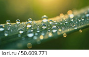 Beautiful drops of dew on a cobweb on a green background. Стоковое AI-видео, аниматор Sergey Grishin / Фотобанк Лори