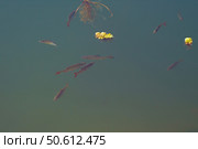 Small freshwater fish swim in sunny weather in a pond or in a river. Стоковое фото, фотограф Александр Прошкин / Фотобанк Лори