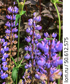 Vibrant Purple Lupine Flowers in Bloom. Стоковое фото, фотограф Ольга Губская / Фотобанк Лори