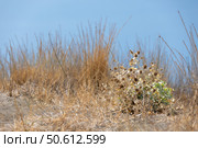 Sunlit dried grass and wild plants on an arid soil patch, Eryngium Maritimum. Стоковое фото, фотограф EugeneSergeev / Фотобанк Лори