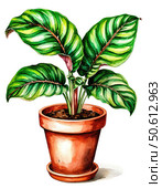 Calathea plant in a pot. Watercolor illustration on white background. Element, Sticker, Poster. Houseplants. Стоковое AI-изображение, AI-художник Ирина Самойлова / Фотобанк Лори
