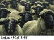 Black sheep standing out in a flock of white sheep. Стоковое AI-изображение, AI-художник Иван Рябоконь / Фотобанк Лори