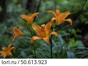 Orange daylily flowers blooming in green garden. Стоковое AI-изображение, AI-художник Иван Рябоконь / Фотобанк Лори