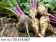 Freshly harvested parsnips lying on burlap sack with soil and leaves. Стоковое AI-изображение, AI-художник Иван Рябоконь / Фотобанк Лори