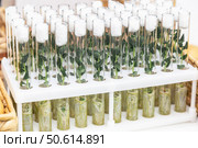 in vitro collection of transgenic potato plant and original varieties. tissue culture laboratory. Стоковое фото, фотограф Ольга Сейфутдинова / Фотобанк Лори