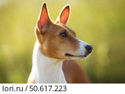 Basenji dog against the background of grass. Стоковое фото, фотограф Дмитрий Киселёв / Фотобанк Лори