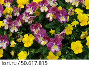 Viola tricolor (Wild Pansy) flower field, dense yellow and burgundy blooms for botanical wallpapers and floral designs. Стоковое фото, фотограф Елена  Попкова / Фотобанк Лори