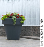 Dark flower pot with vibrant plants and fountain background. City lamdscape. Стоковое фото, фотограф Елена  Попкова / Фотобанк Лори