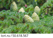 Красивые зеленые шишки на хвойном дереве в старом парке. Beautiful green cones on a coniferous tree in the old park. Стоковое фото, фотограф Татьяна Д / Фотобанк Лори