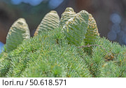 Красивые зеленые шишки на хвойном дереве в старом парке. Beautiful green cones on a coniferous tree in the old park. Стоковое фото, фотограф Татьяна Д / Фотобанк Лори