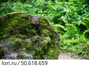 A large mountain stone overgrown with moss in a tropical comte. Стоковое фото, фотограф Лазаренко Светлана / Фотобанк Лори
