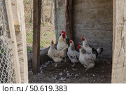 Chickens with a rooster in a chicken coop. Стоковое фото, фотограф Елена Гломаздо / Фотобанк Лори