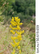 Medicinal plant (Galium verum) with yellow flowers close-up. Стоковое фото, фотограф Татьяна Ляпи / Фотобанк Лори