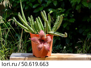 Succulent prickly, plant (Stapelia) with delicate flowers grows close-up. Стоковое фото, фотограф Татьяна Ляпи / Фотобанк Лори