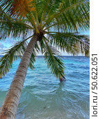 A leaning palm tree overhanging the turquoise ocean water, creating a classic tropical scene. Concept of: Tropical getaway. Стоковое фото, фотограф Ольга Петрова-Апостолова / Фотобанк Лори