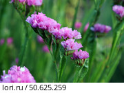 Ярко-розовые цветы бессмертника (статицы, лат. Limonium) на зеленом фоне. Стоковое фото, фотограф Наталья Сухорукова / Фотобанк Лори