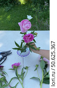 Time-lapse accelerated vertical video of woman collects a flower arrangement of seasonal garden fresh pink peonies on kenzan holder in low vase on garden table outdoor. Flower design as a hobby. Стоковое видео, видеограф Виктория Катьянова / Фотобанк Лори
