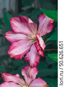 Close up of a beautiful spring blooming pink clematis paradiso flower - a climbing perennial plant. Flowering vine for vertical gardening in the garden. Стоковое фото, фотограф Оксана Медведева / Фотобанк Лори