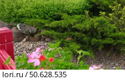 Cypress genus Juniper medium Gold Kissen in the yard pathway. Landscaping, path design. Decorative conifer Evergreen Juniperus squamata Green Carpet. Ornamental dwarf blue silver plant. Stone garden. Стоковое видео, видеограф Марина Демидюк / Фотобанк Лори