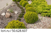 Frontyard Paver Walkway. Beautiful Ornamental Garden landscape design. Path made of natural stones, gravel. Landscaping modern trend. Lawn, shrubbery in the backyard. Abundance Of Plants Shrubs, Trees. Стоковое видео, видеограф Марина Демидюк / Фотобанк Лори