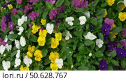 Wild pansies, Viola Tricolor, also known as Johnny Jump Up. Many Purple and Yellow Flowers. Pansies on a Backyard. Landscaping in Green Home Garden. Landscape Design with Flower beds in Summer. Стоковое видео, видеограф Марина Демидюк / Фотобанк Лори