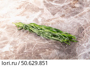Fresh green estragon aroma stem. Стоковое фото, фотограф Андрей Старостин / Фотобанк Лори
