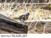Дрозд рябинник (лат. Turdus pilaris) Стоковое фото, фотограф Наталья Зубарева / Фотобанк Лори