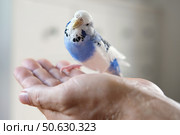 Owner man feeding a budgie. Close-up. White blue budgerigar perching on the hand. Pet bird is eating cucumber from human palm. Cozy Indoor Setting. Person is gently handfeeding a parrot in bright room. Стоковое фото, фотограф Марина Демидюк / Фотобанк Лори