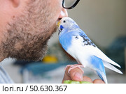 Budgerigar playing with handsome man. Budgie. Funny blue purple parakeet sitting on owner head. Cute violet tamed bird having fun with people. Friendship, relationship with Pets. Cute domestic animals. Стоковое фото, фотограф Марина Демидюк / Фотобанк Лори