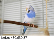 Budgie. Budgerigar. Funny blue purple parakeet looks around. Cute violet budgie having fun, climbing and playing inside the white cage at home. A tamed bird. Pet parrot. High quality 4k footage. Стоковое фото, фотограф Марина Демидюк / Фотобанк Лори