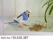 Colorful Budgerigar Feeding Playfully. Vibrant White Blue Budgie Bird is Perched Near a Bunch of Scattered Seeds. Bright Cozy Indoor Setting. Close-up. Funny Pet Parrot. Domestic Animal Parakeet. Стоковое фото, фотограф Марина Демидюк / Фотобанк Лори