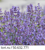Nepeta Racemosa or catnip - flowering plant used in the landscape design. Стоковое фото, фотограф Володина Ольга / Фотобанк Лори
