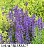 Blooming Salvia Superba on a nature. Стоковое фото, фотограф Володина Ольга / Фотобанк Лори