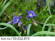 Beautiful purple Aquilegia flower on nature background closeup. Стоковое фото, фотограф Володина Ольга / Фотобанк Лори